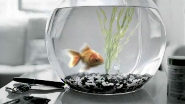 PBS Goldfish